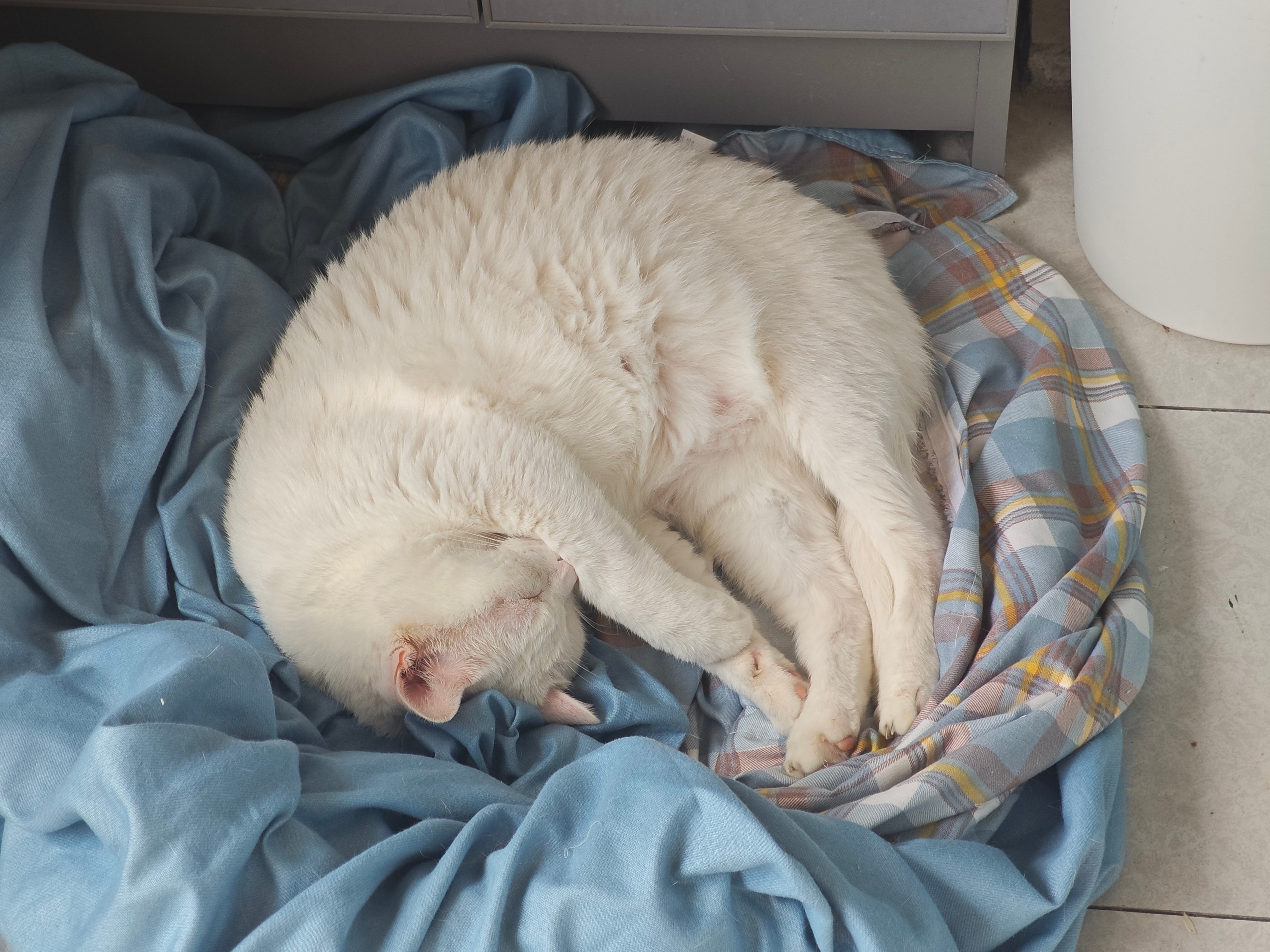 如何委婉是告诉小猫咪，我既要打扫阳台又要洗床单