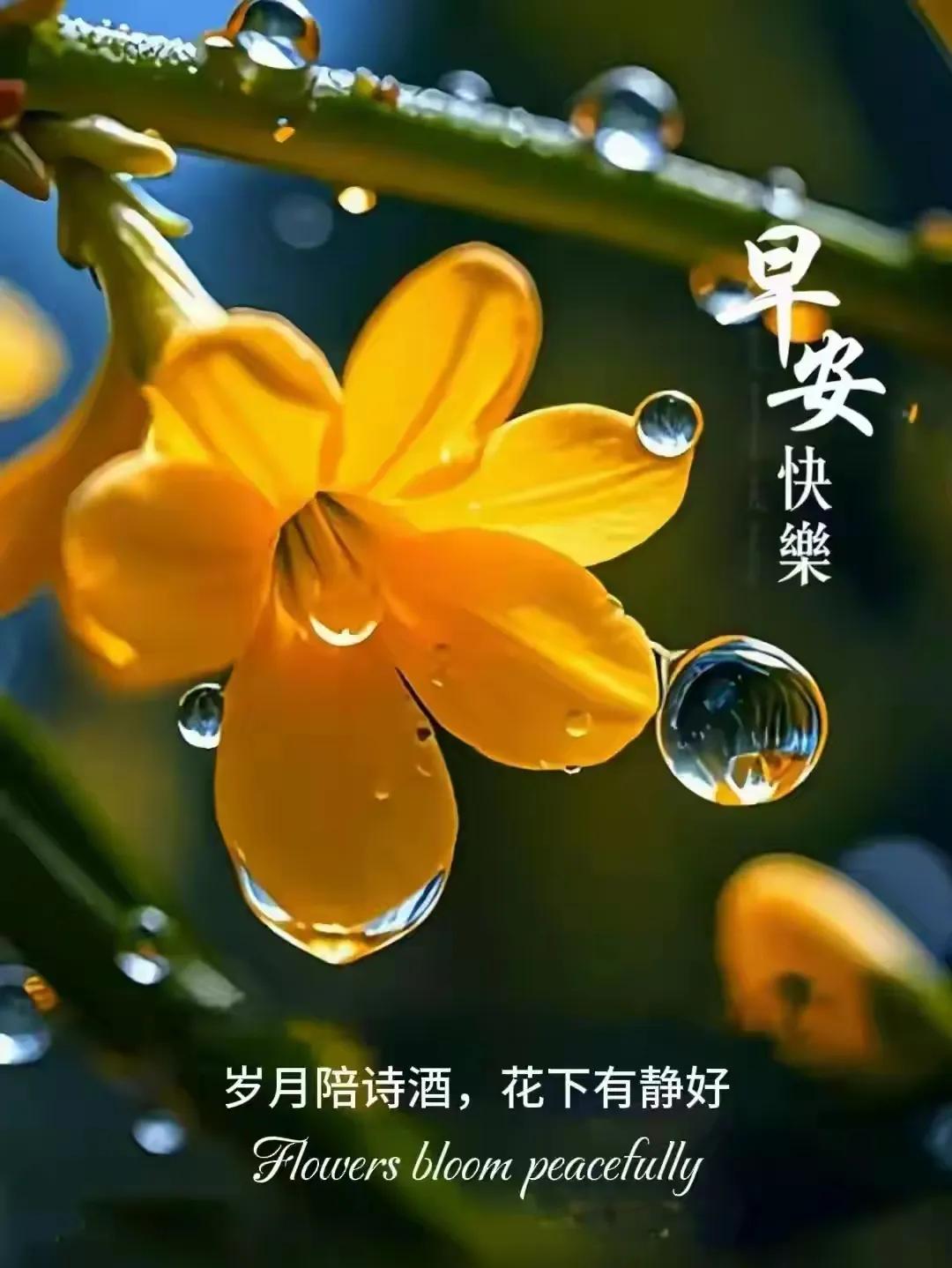 晨曦中的黄花，静享美好时光。红叶黄花小径幽