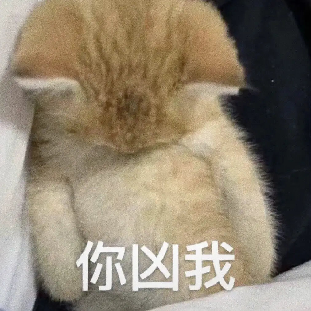 表情包  救命！这些猫咪表情包也太会演了吧～委屈巴巴的小眼神、假装生气的软乎乎样