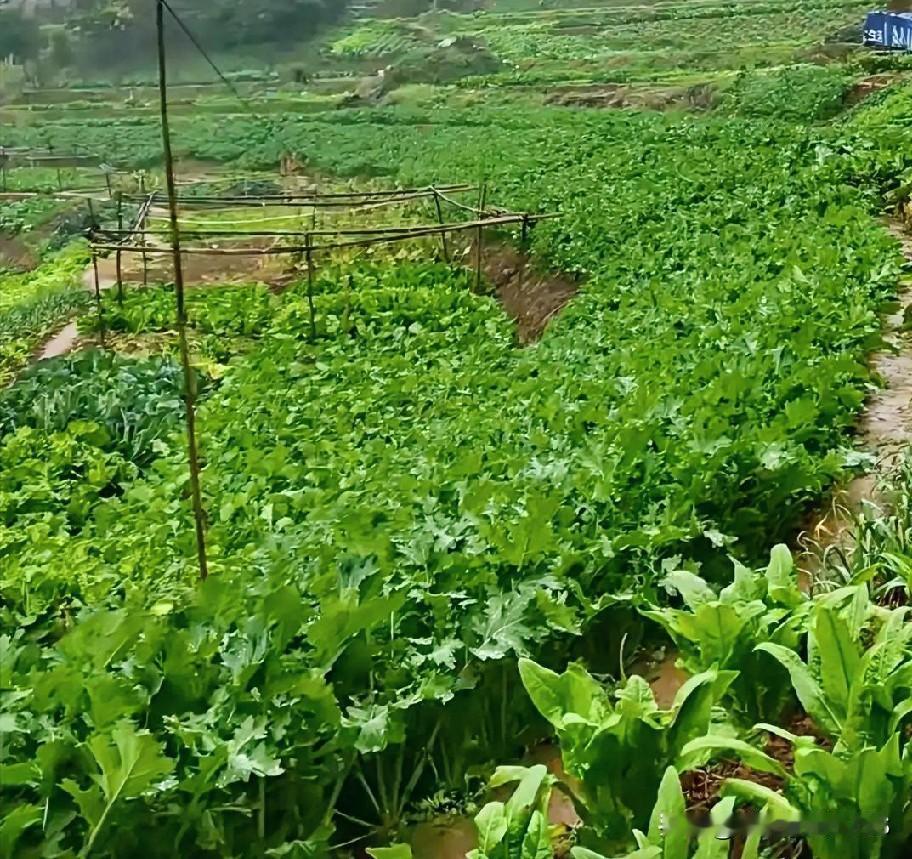 说实话，在学校真挺自在的！宿舍有暖气，冬天不哆嗦。想吃什么，手机点一点直接送到楼