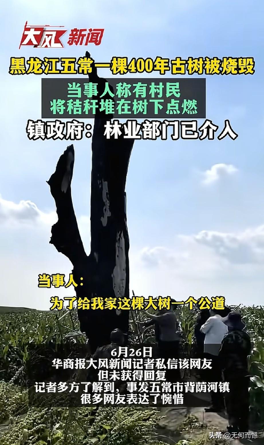 村民烧毁四百年古树，只为多种点玉米！五常背荫河镇发生一件让人无比痛心的事，一棵扎