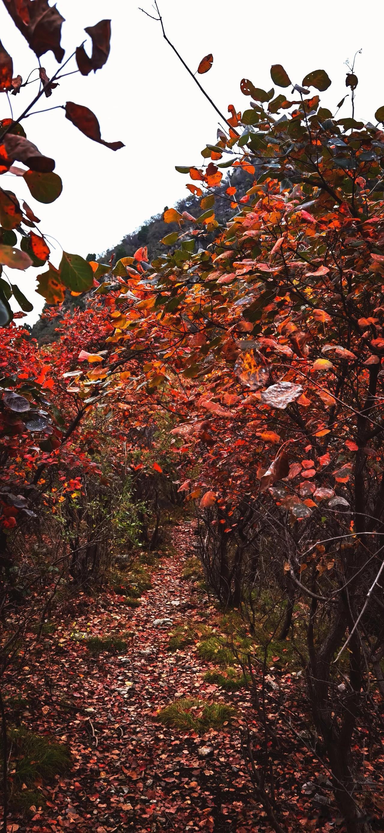 #一路山色，随手拍一张风景照#
落叶铺满了的小路，一直通向迷雾的前方，暮然回首已