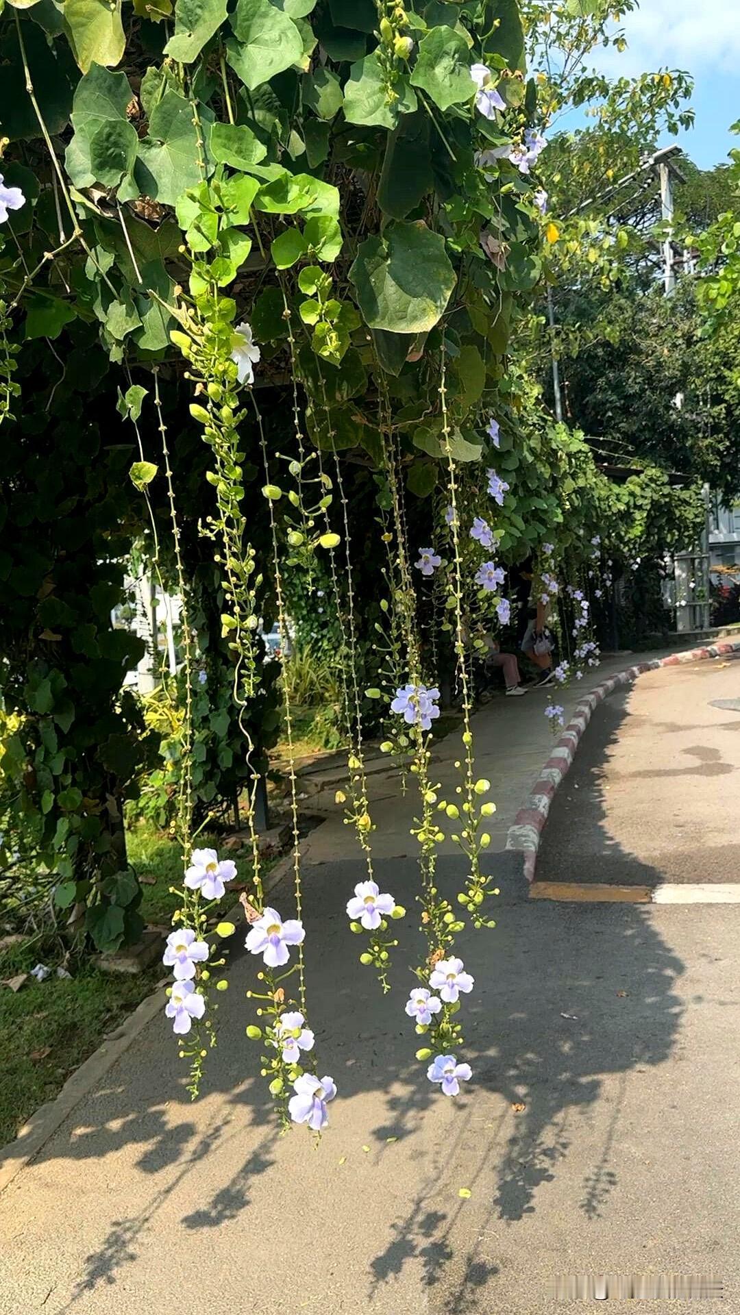 天微亮时，别急着下地，先坐床沿两分钟，伸个懒腰，顺手按按肚子，听窗外鸟叫或车鸣，