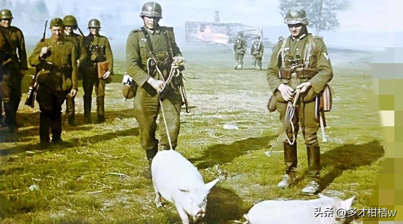 1941年6月苏德战争开始以后，德三士兵在其占领区会无所顾忌的拿走当地军民对食物