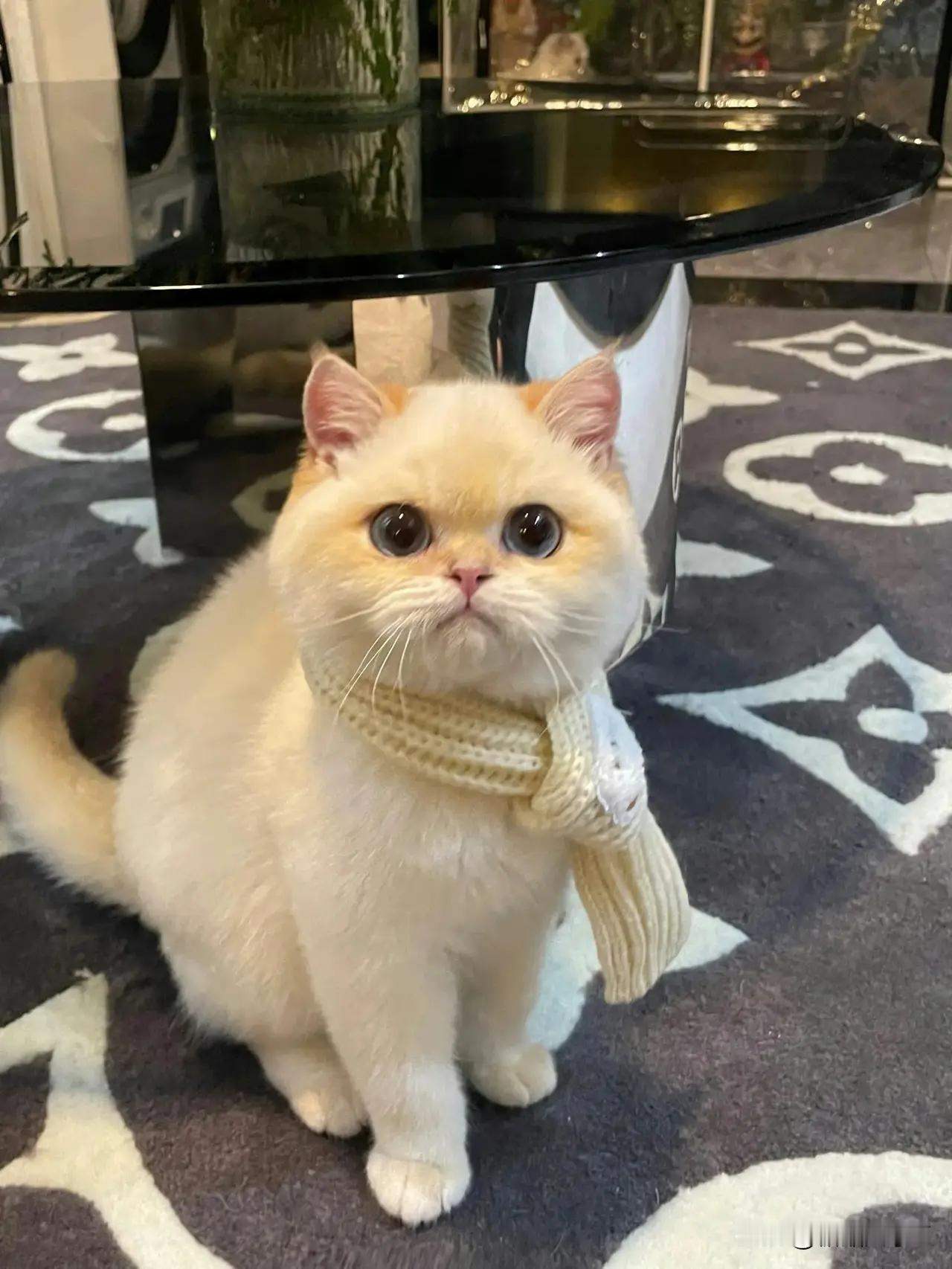 谁家小猫咪打了腮黄呀