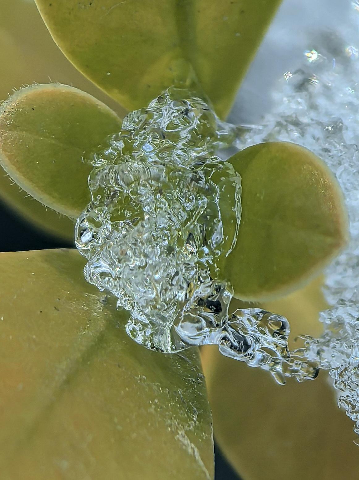 天晴啦，雪融啦，叶儿绿啦，春天来啦[呲牙]