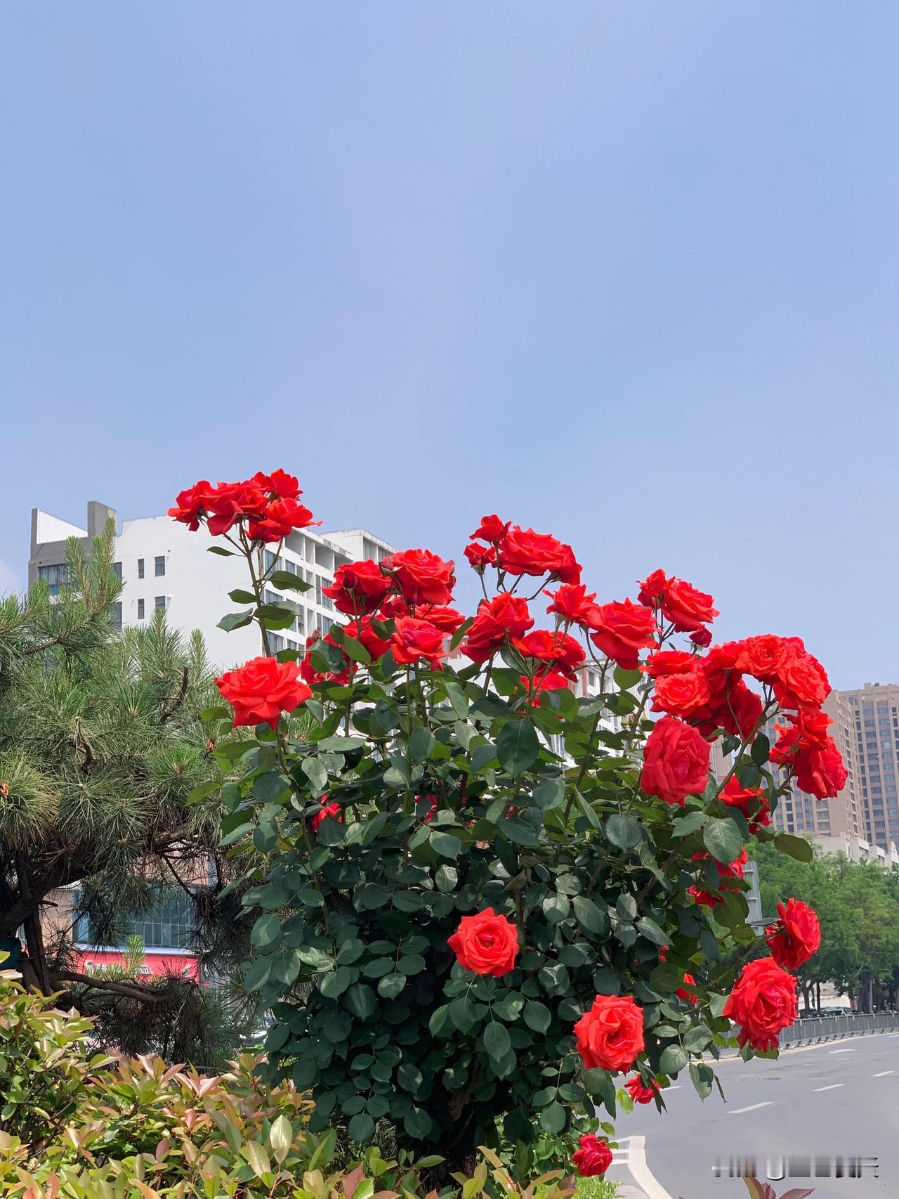 #晒晒随手一拍美丽的花朵#