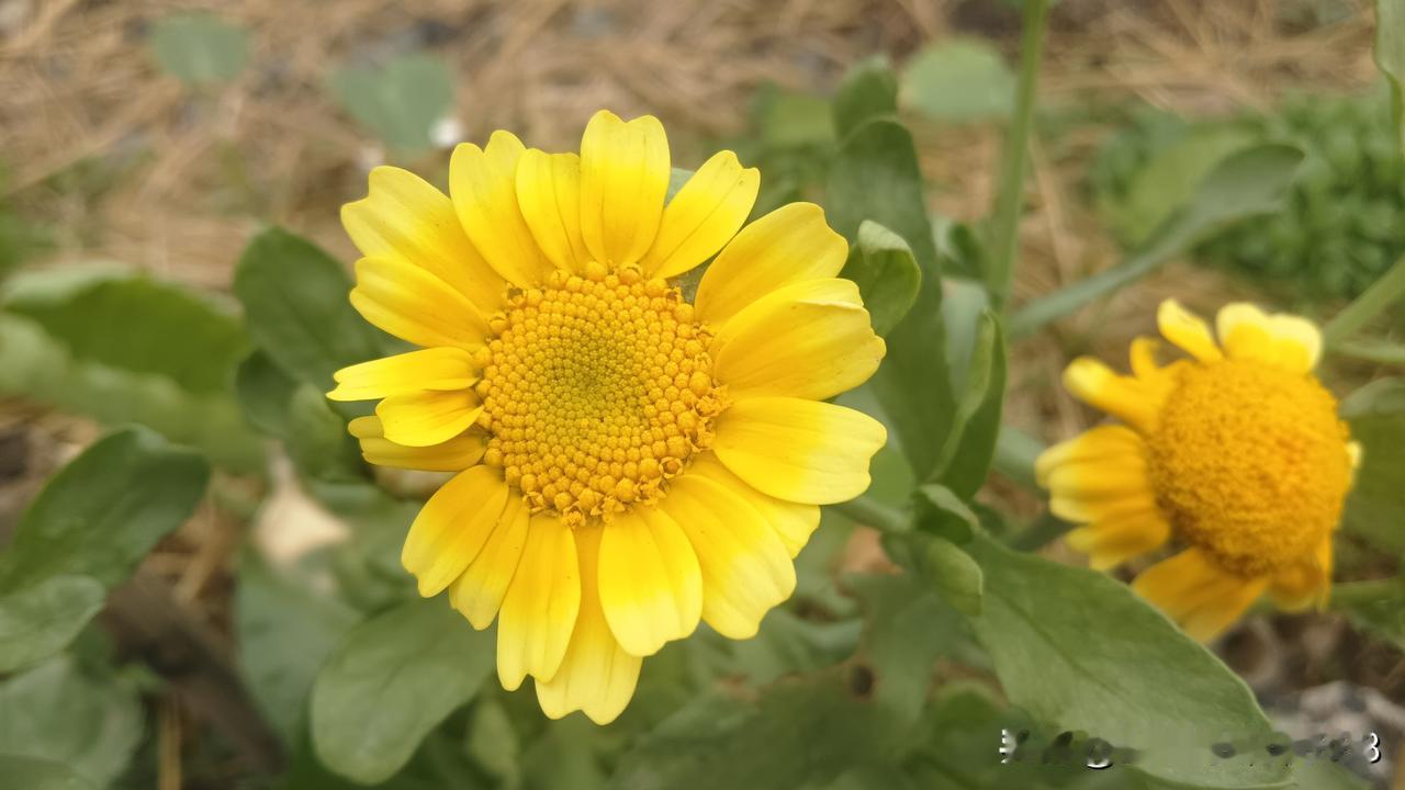 一位药店老板说:药店转型健康驿站，做慢病管理，未来会怎样很难说，但是你现在做会很