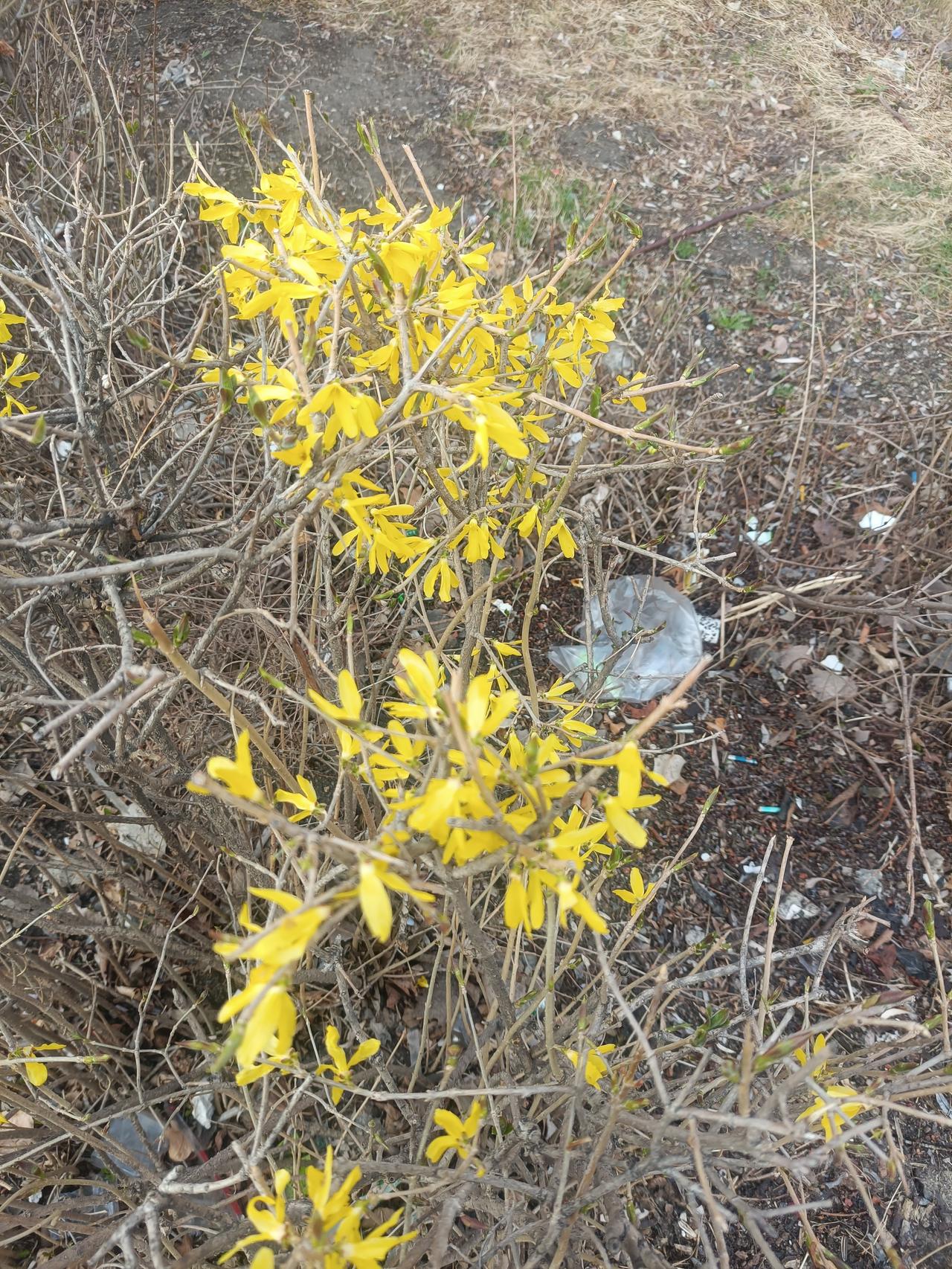 这个春天，我的心愿很小，也很具体：把生活调回“静音”模式，只留下风的声音。

想