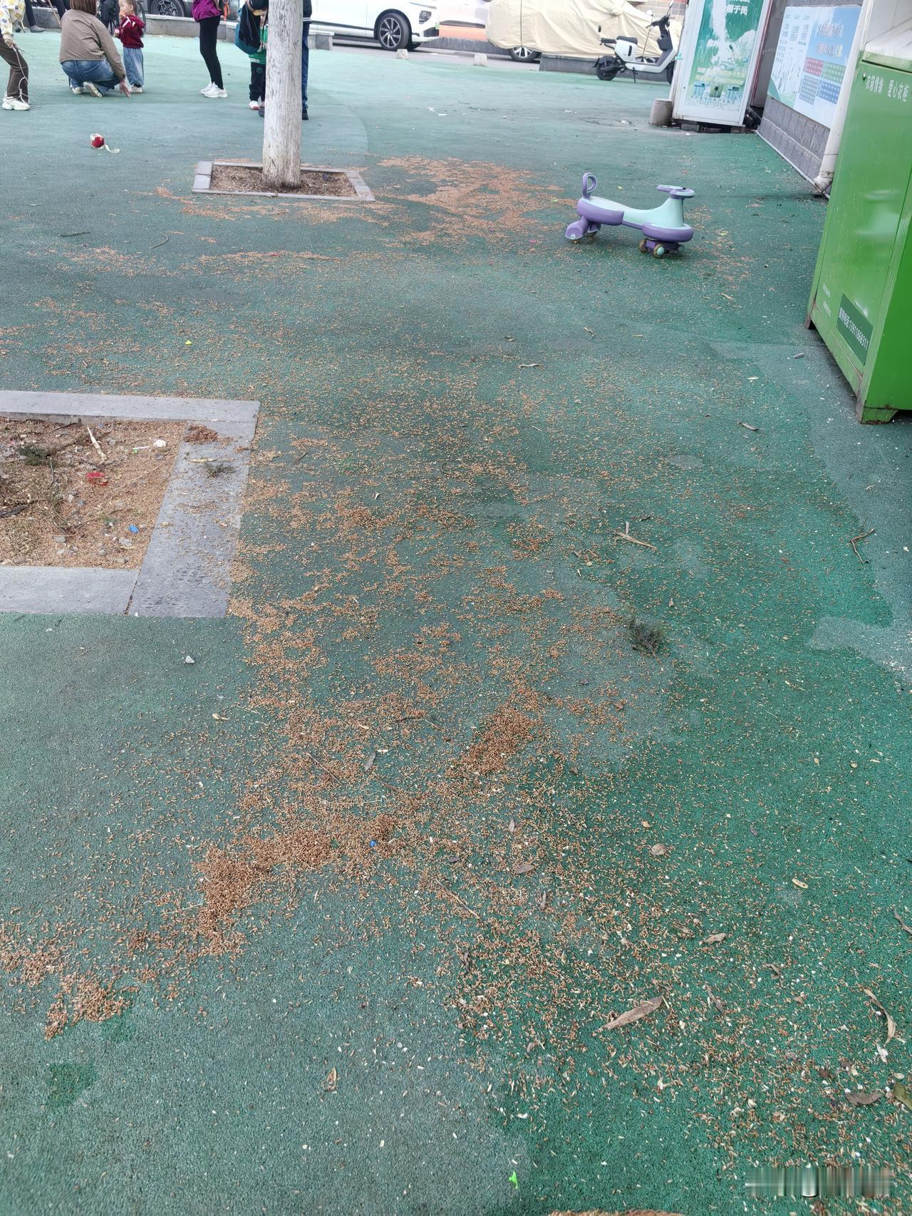 今天“雷锋”上线
昨天，门头沟大雨后，小区操场的松树底下，落满了散完花粉的花籽，