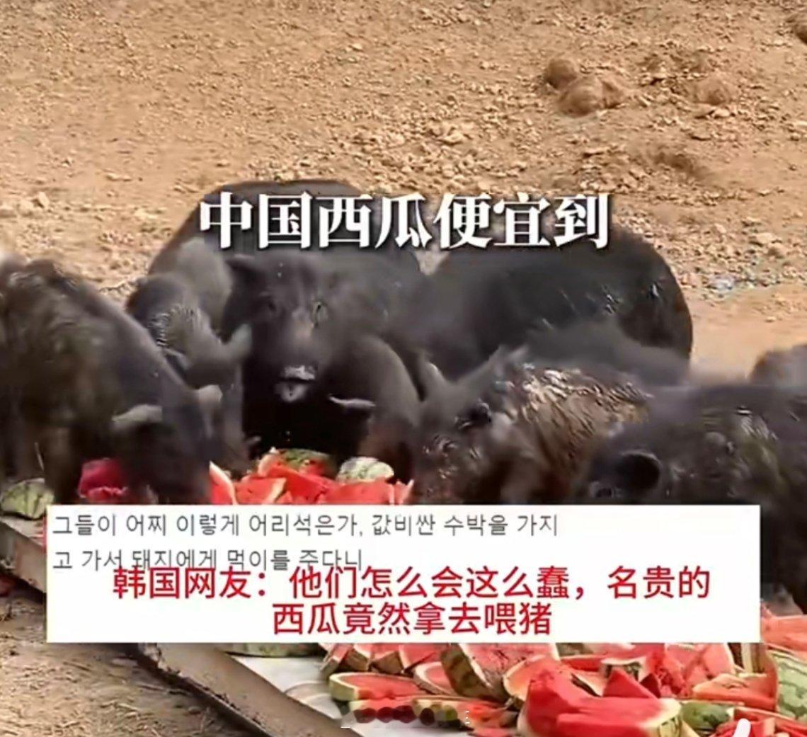 韩国一个西瓜涨到156元看到这个反差我真笑了[666]，在韩国一个西瓜一百多两百