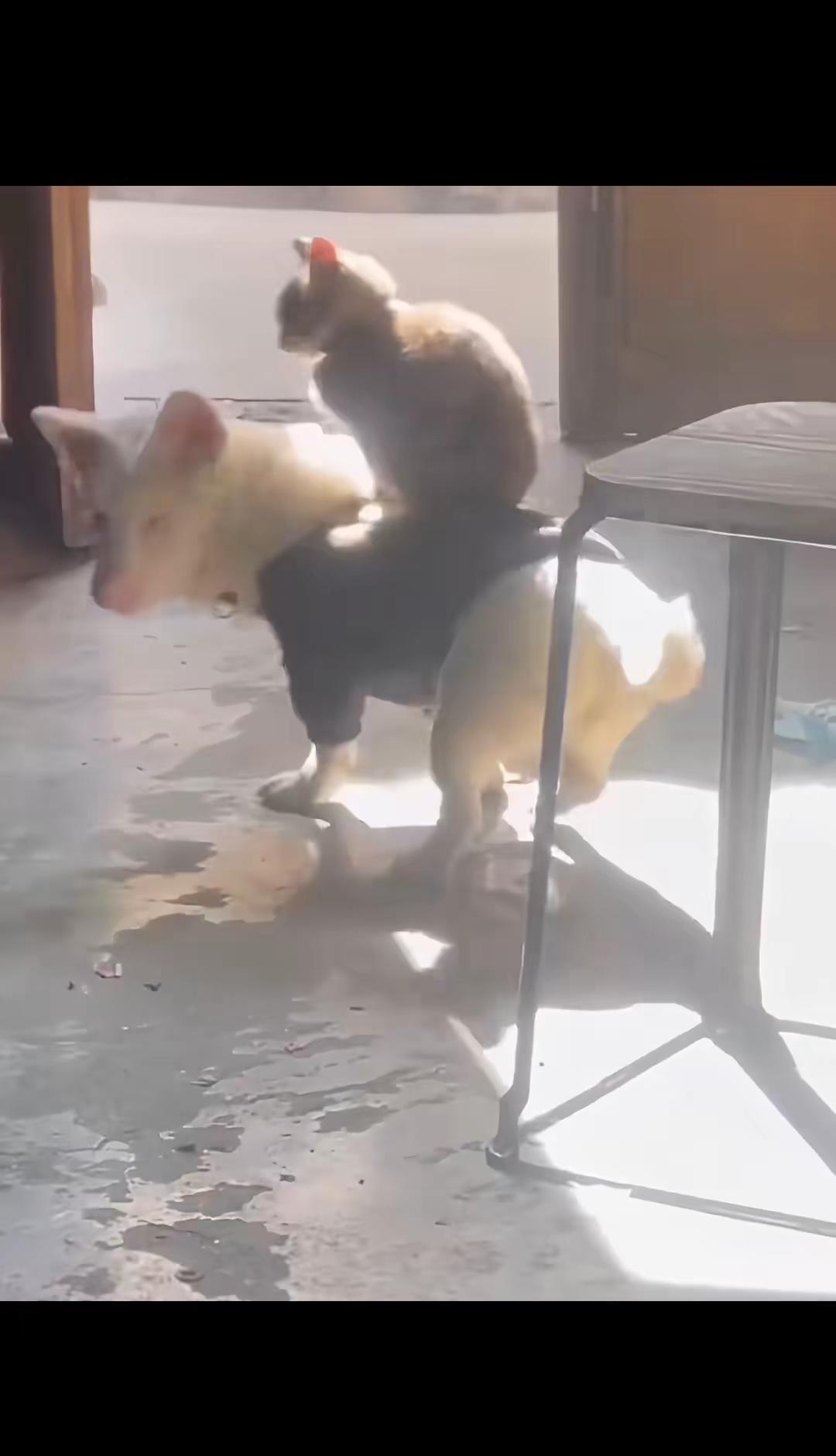 猫：这是我的狗奴才动物的迷惑行为