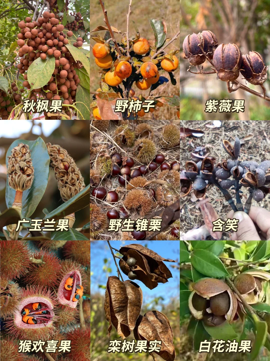 【捡秋图鉴】捡秋植物攻略🍁到大自然“开盲盒”