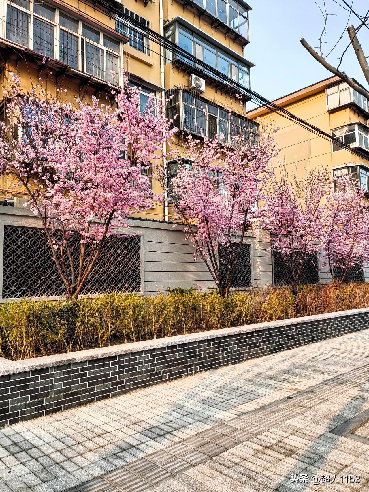 临睡前发张照片，
今天下午走在建北路。

给两边的桃花开了，
真好看呀随手拍下了