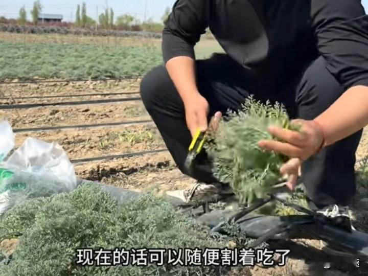 最近我们当地有一种新品菜系，将隆重推出，内地好多人见都没见过，更别说去品尝它了，