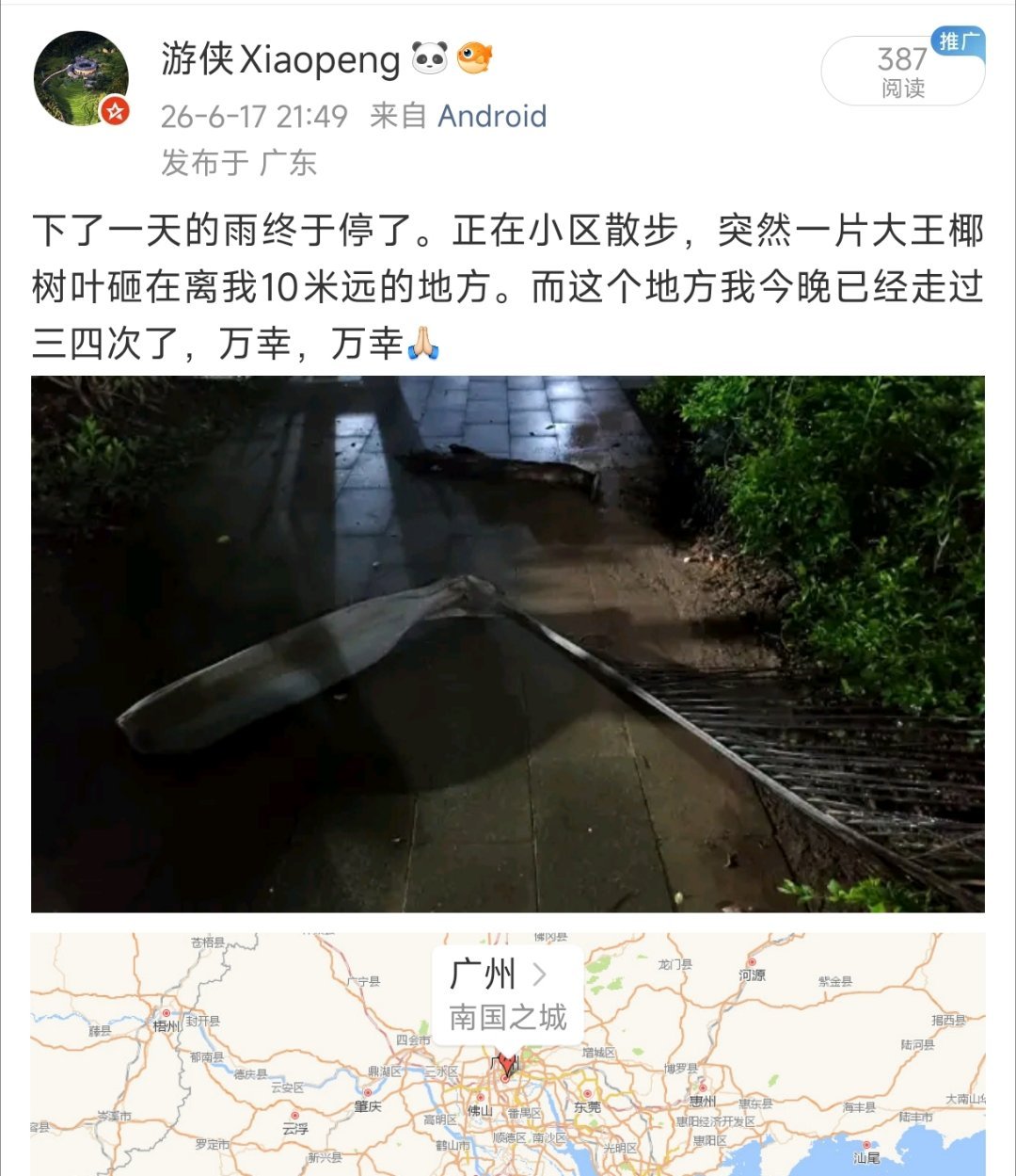 【珠海一女子被树叶砸成十级伤残】一星期前，晚上散步时，一片大王椰的树叶像大蚂蚱腿