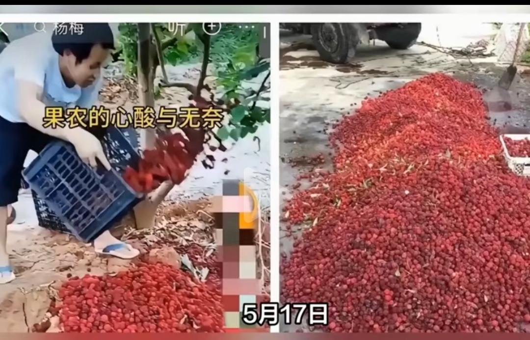 漳州的杨梅算是毁了吧
前几天15，现在元一斤没人要
倒掉的可能性很小
接下去杨梅