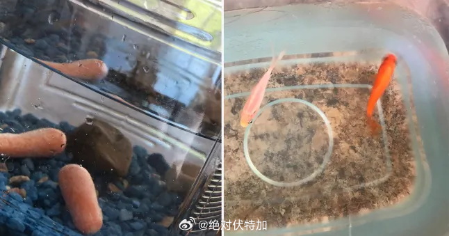 一个人想看看他妹妹养宠物金鱼是否用心，就偷偷用两个胡萝卜把金鱼换掉……结果过了四