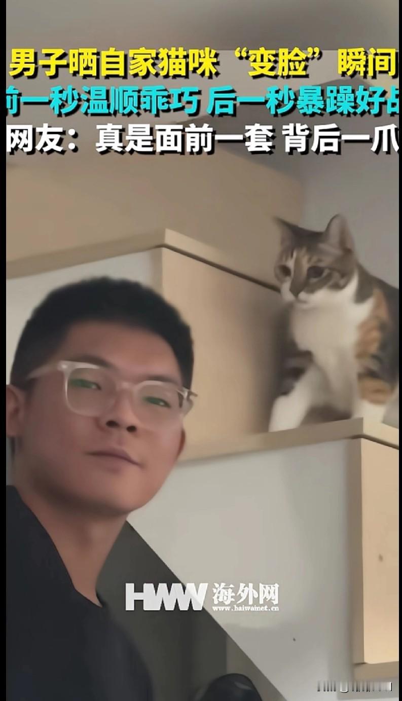 “家人们谁懂啊！这猫的变脸速度比翻书还快！前一秒在主人面前还是温顺乖巧的小甜妹，