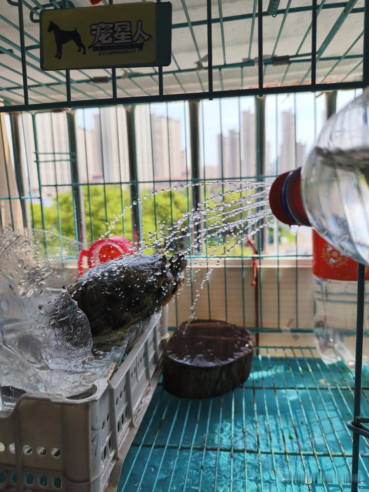 可以看看你养的龟吗南京升温了，我用这样的方法给我家十六岁龟🐢享受小雨一样的滋润