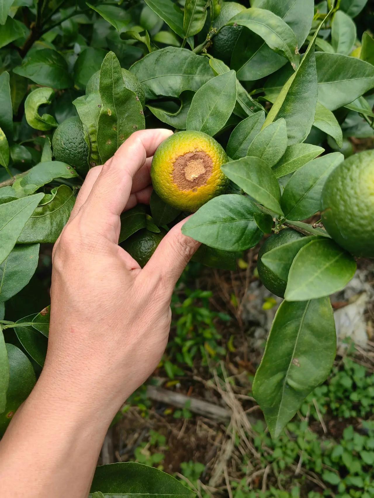 这天气，谁来都不行柑橘种植分享 真实种植反馈 柑橘种植 自家果园种植