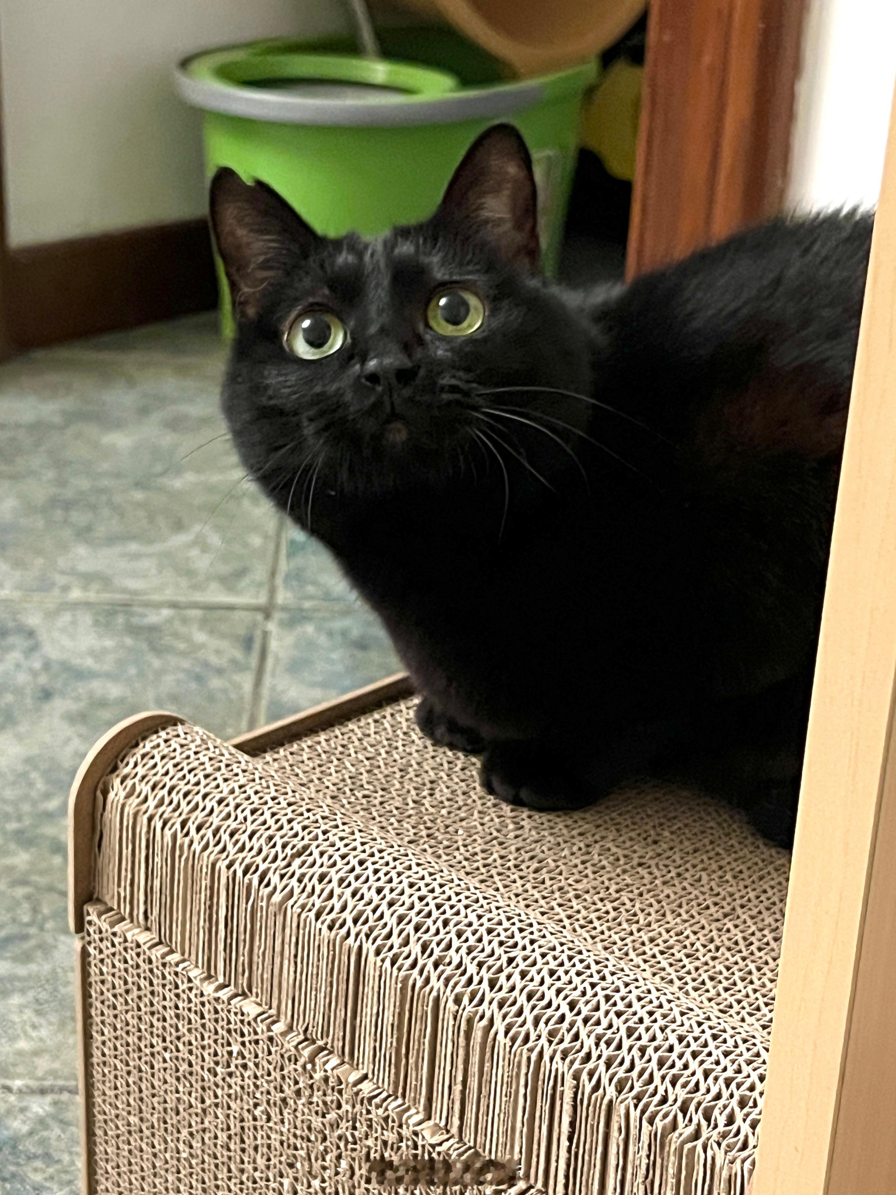 蝦：大家晚安😘 