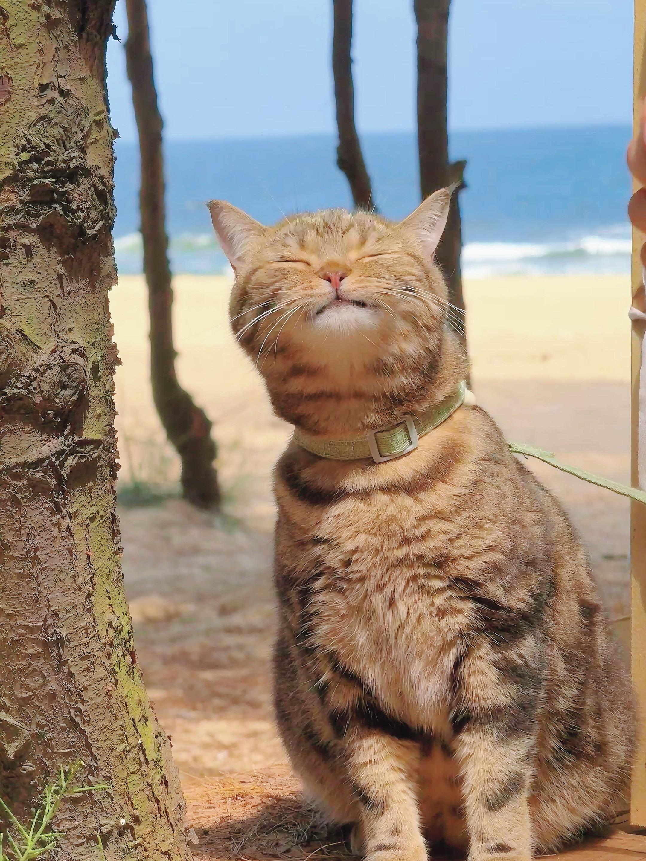 喜欢大海，喜欢猫！喜欢跟猫猫一起去旅游