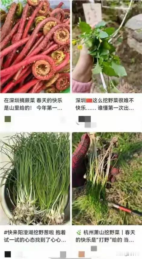 挖野菜的“第一批受害者”出现了！云南大哥误食漆树芽，整张脸肿成馒头

春天来了，