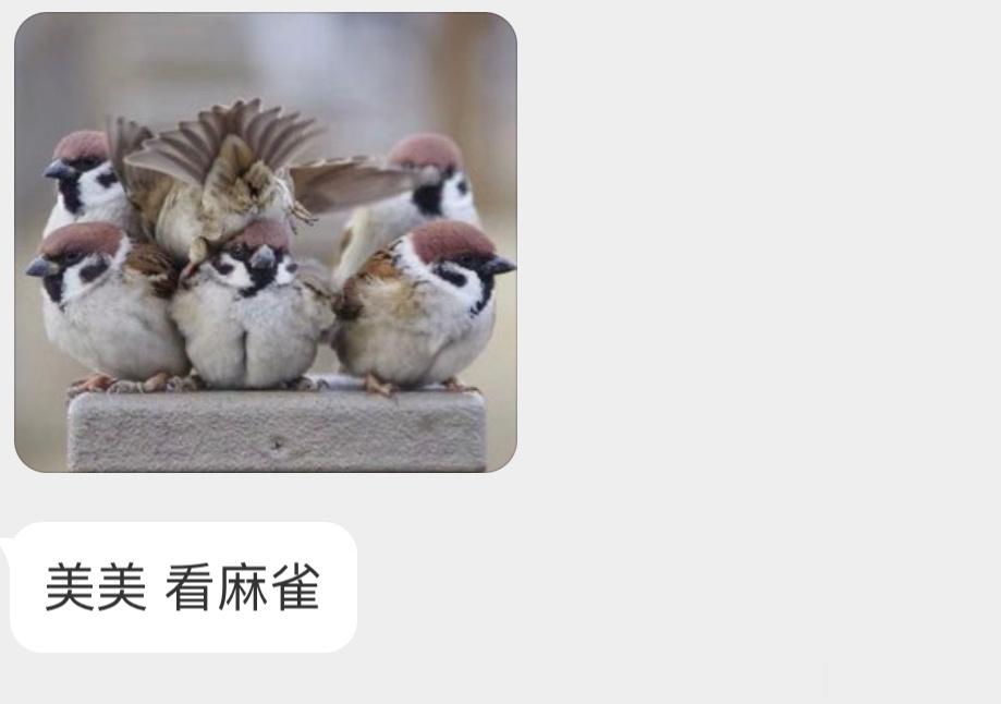 扎堆的小麻雀！ ​​​