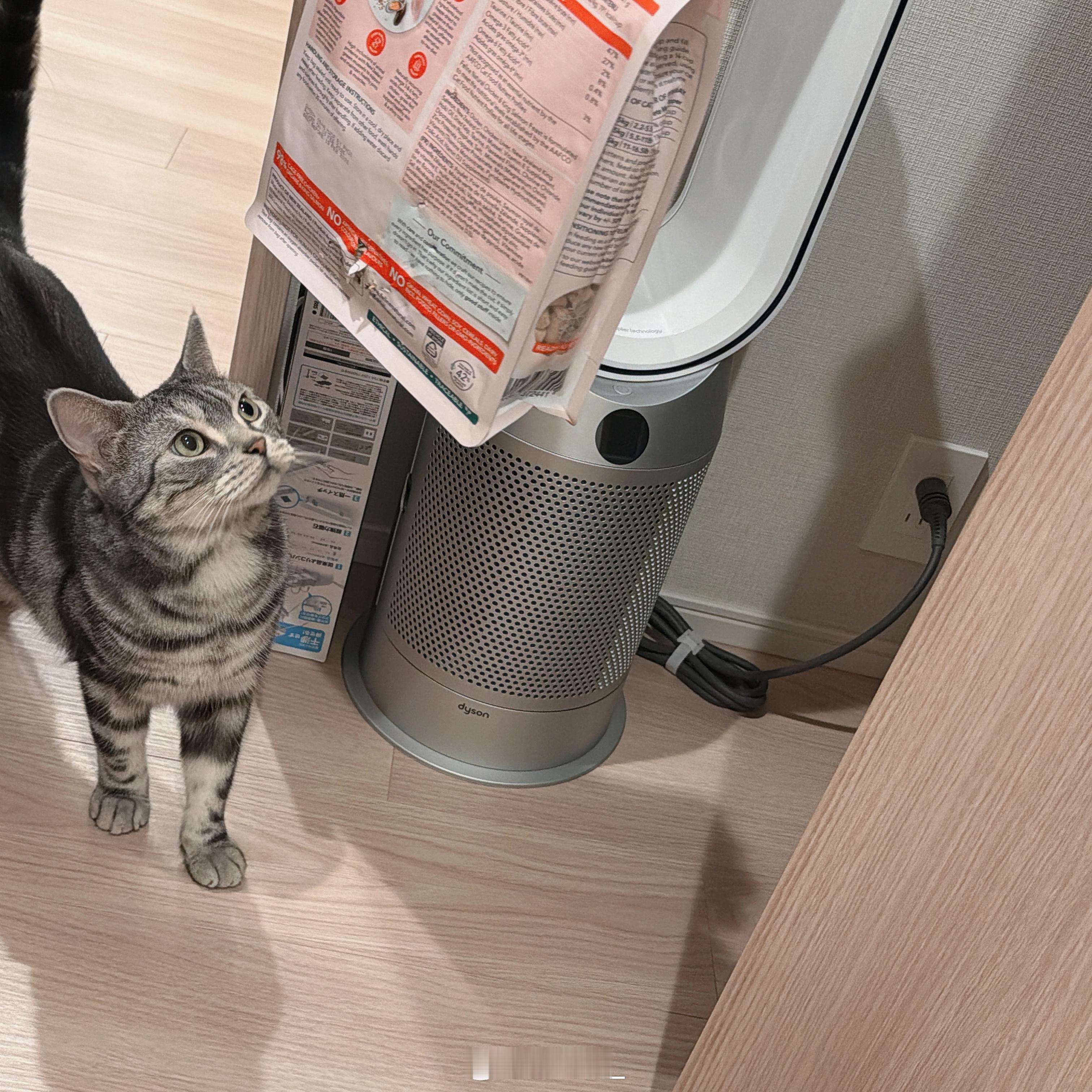 完全不觉得自己有错🐈‍⬛🐾尾巴竖得超高，重返犯罪现场中 ​​​