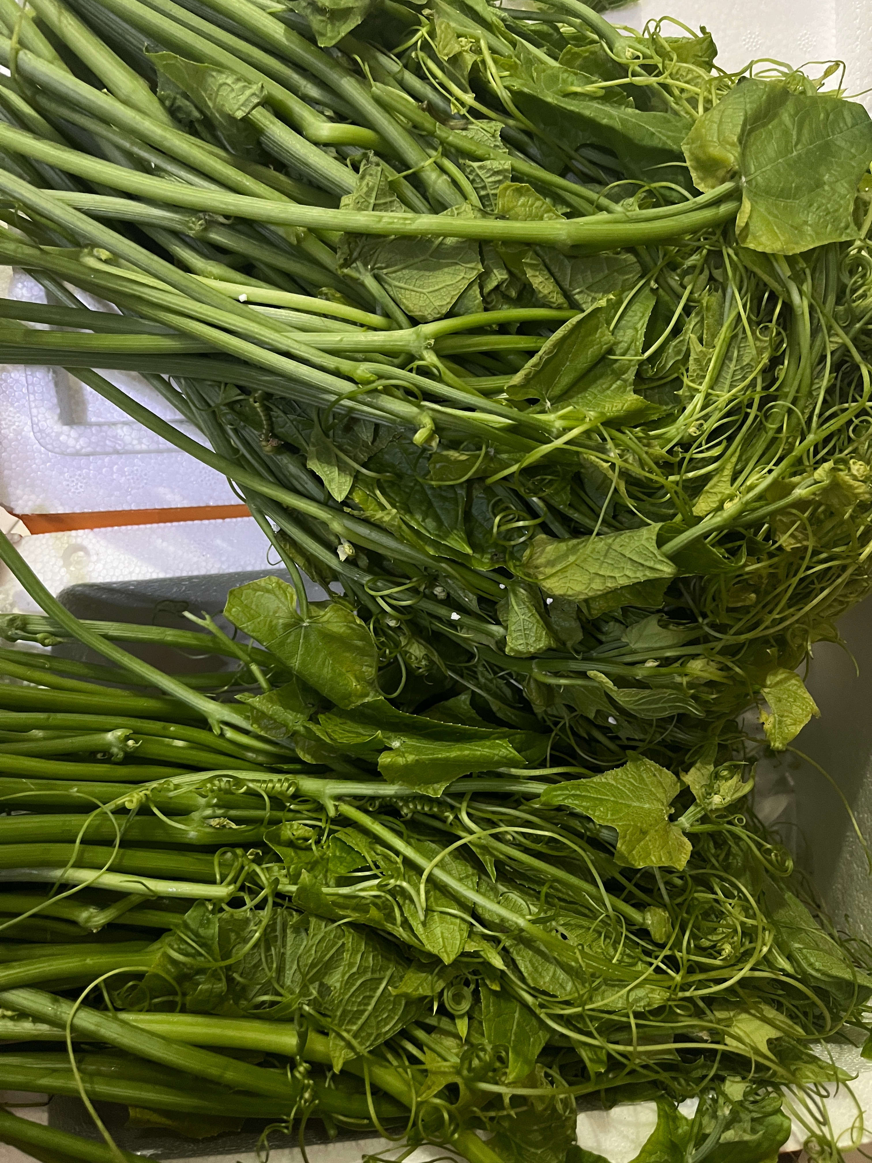 买了云南的南瓜尖，没有毛毛的更好收拾超爱吃这个菜，明天试水捞的 ​​​