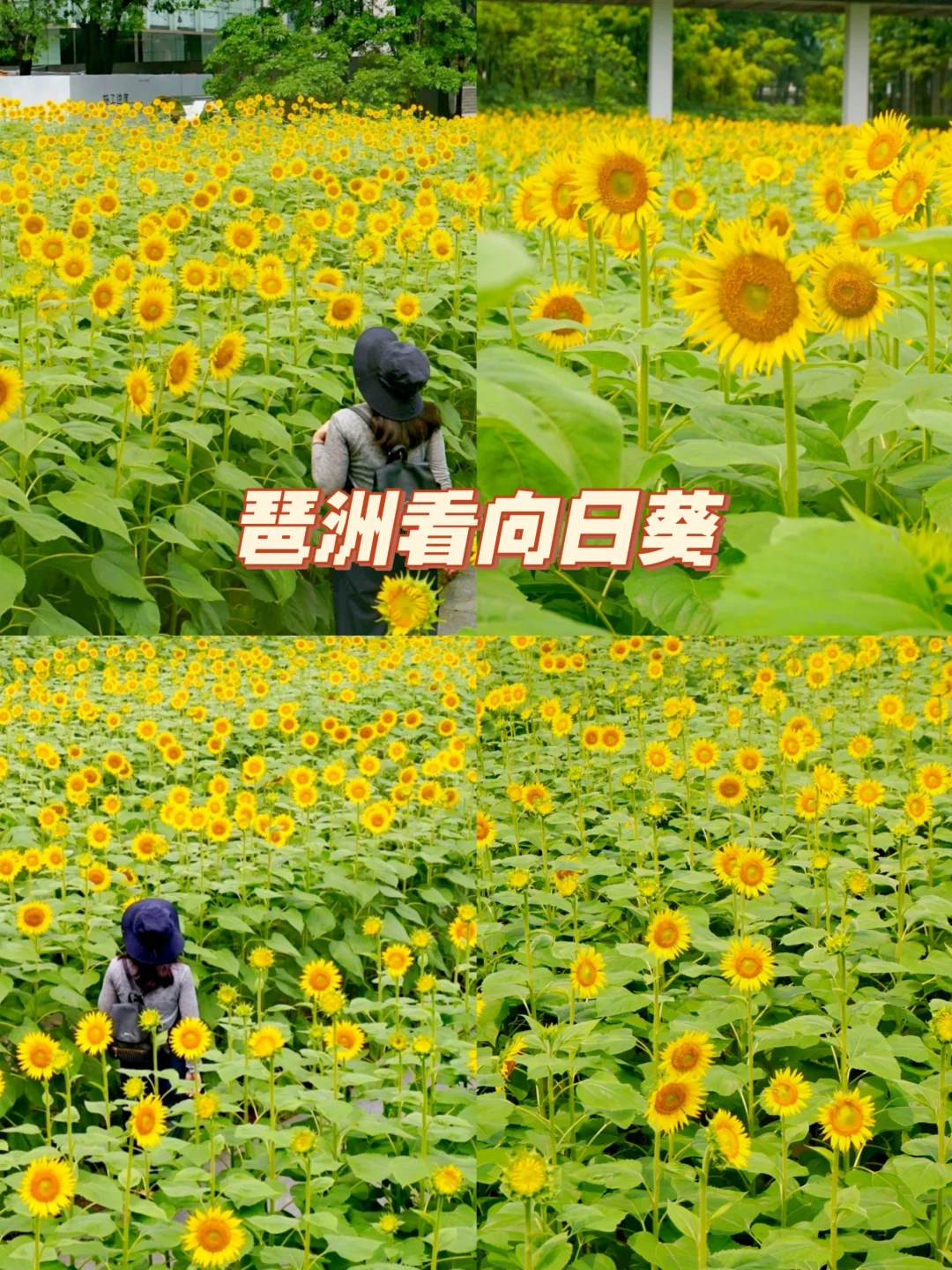 在广州市区也能拍向日葵啦🌻人少好拍