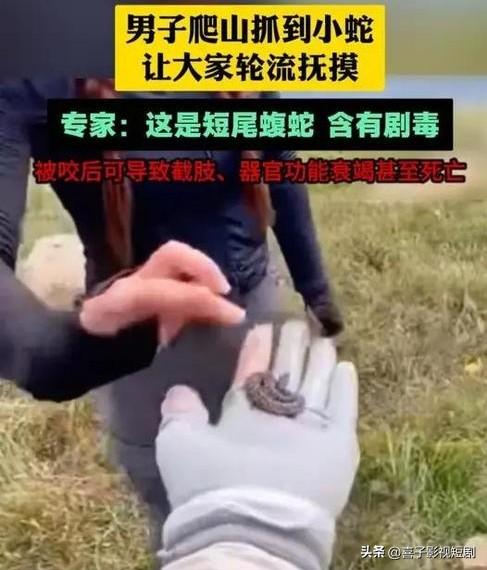 2025年10月，一则驴友爬山捡到短尾蝮蛇幼蛇并轮流抚摸的视频引发热议。华希昆虫