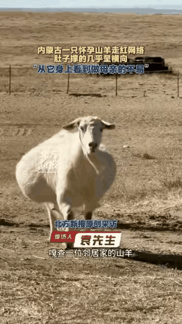 你有没有刷到过草原上怀多胎的母山羊？
      肚子沉甸甸向两边摊开，走几步就
