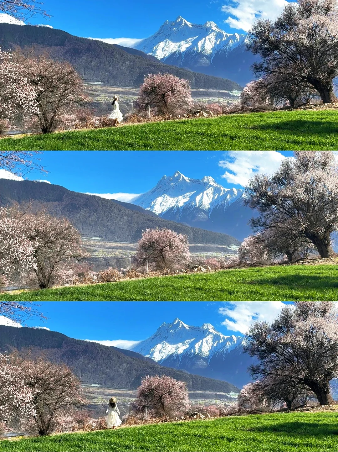 来了3次整理出这份林芝桃花保姆级旅行攻略