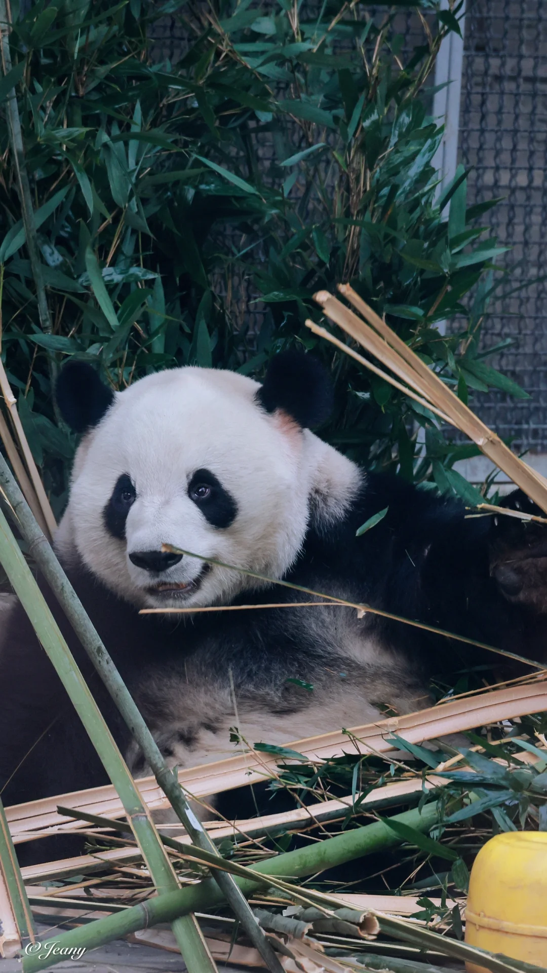 11.8萌兰🐼今早拍的么么嘴角上扬表情生动😍