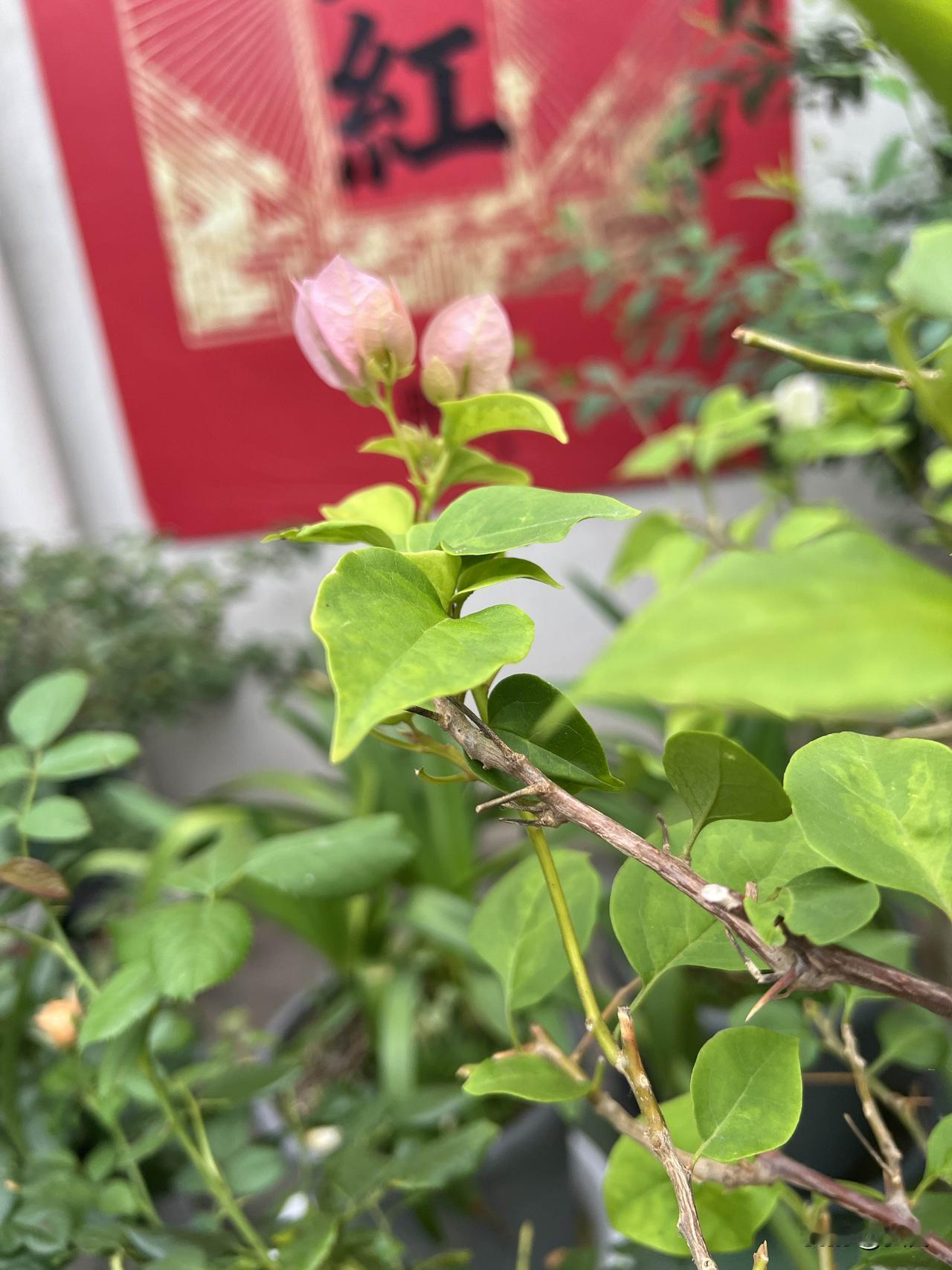 夏日的社区就像一个五彩斑斓的童话世界，那些花花草草美得让人移不开眼。瞧那娇艳欲滴