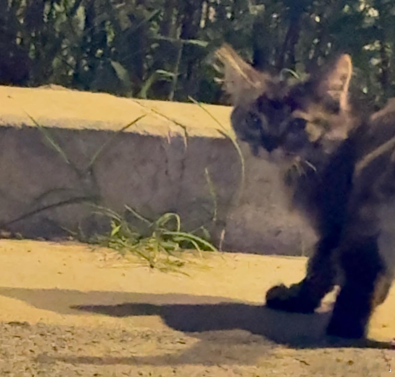 遇到一只很可爱的小奶猫[流鼻血] ​​​