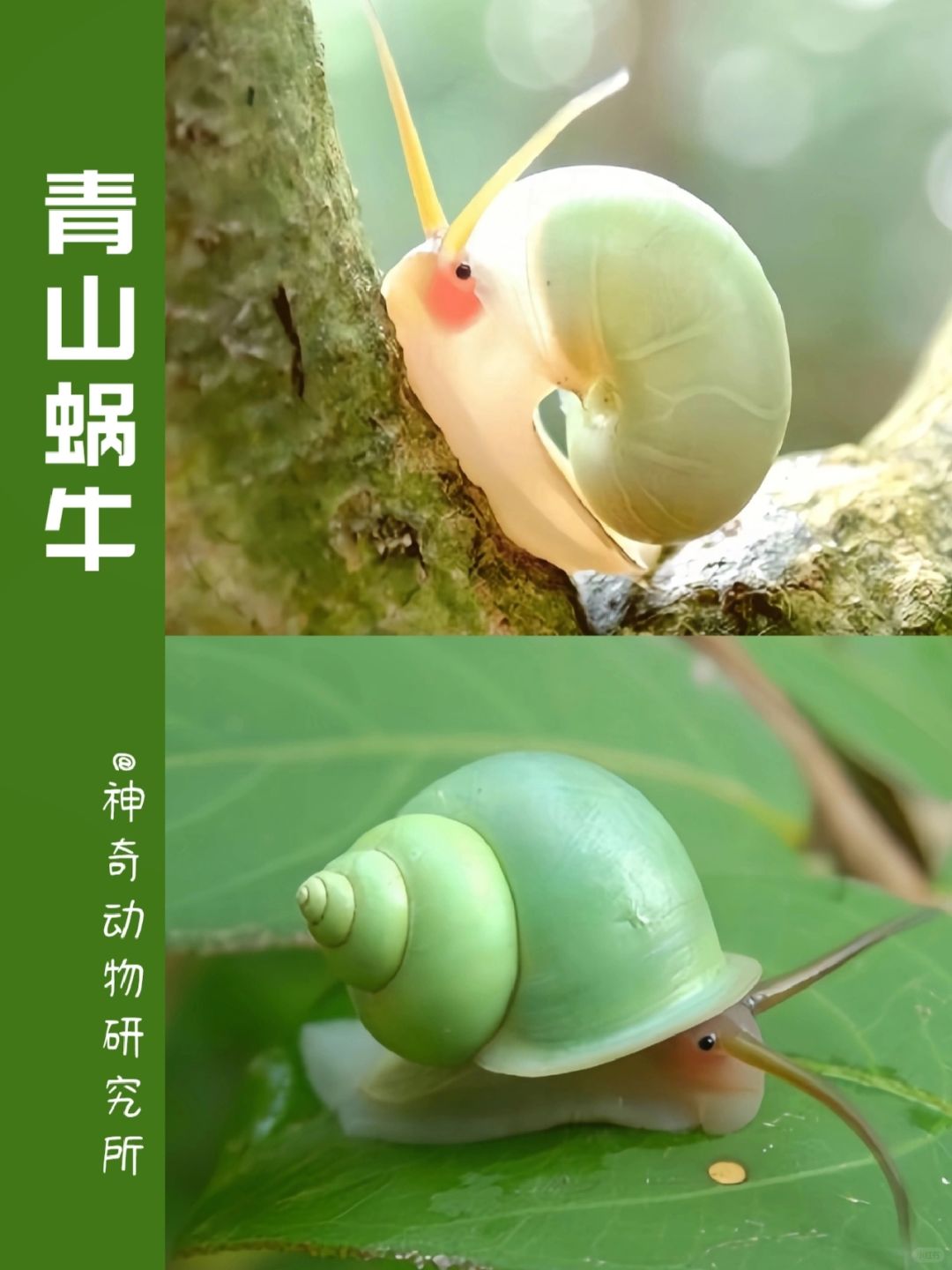 每天了解一种趣味动物👀青山蜗牛