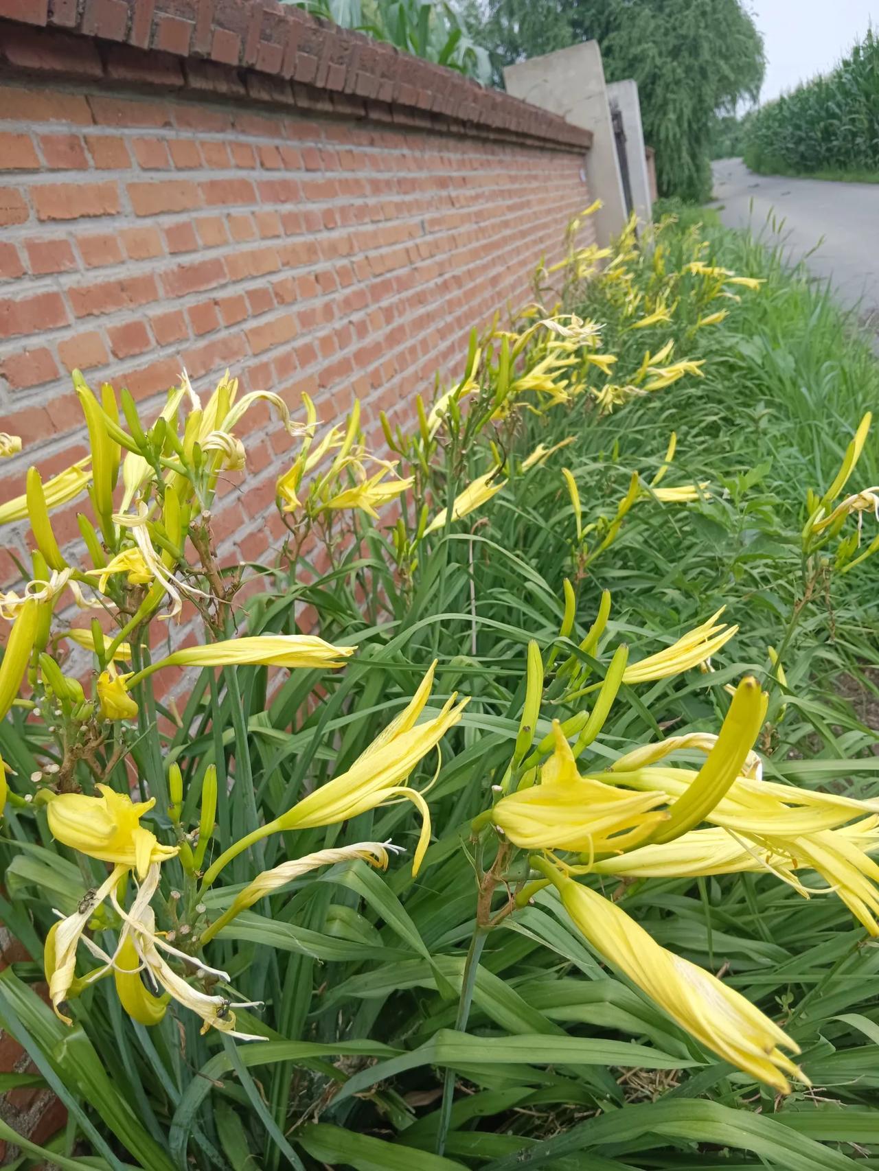 又到收获黄花菜的季节了，吃自己家种的黄花菜放心又好吃。
只不过吃之前要浸泡、焯水