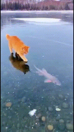 美食就在眼前，
但是抓不住，
你说气猫不气猫？
真是气亖猫了！
[我想静静][捂