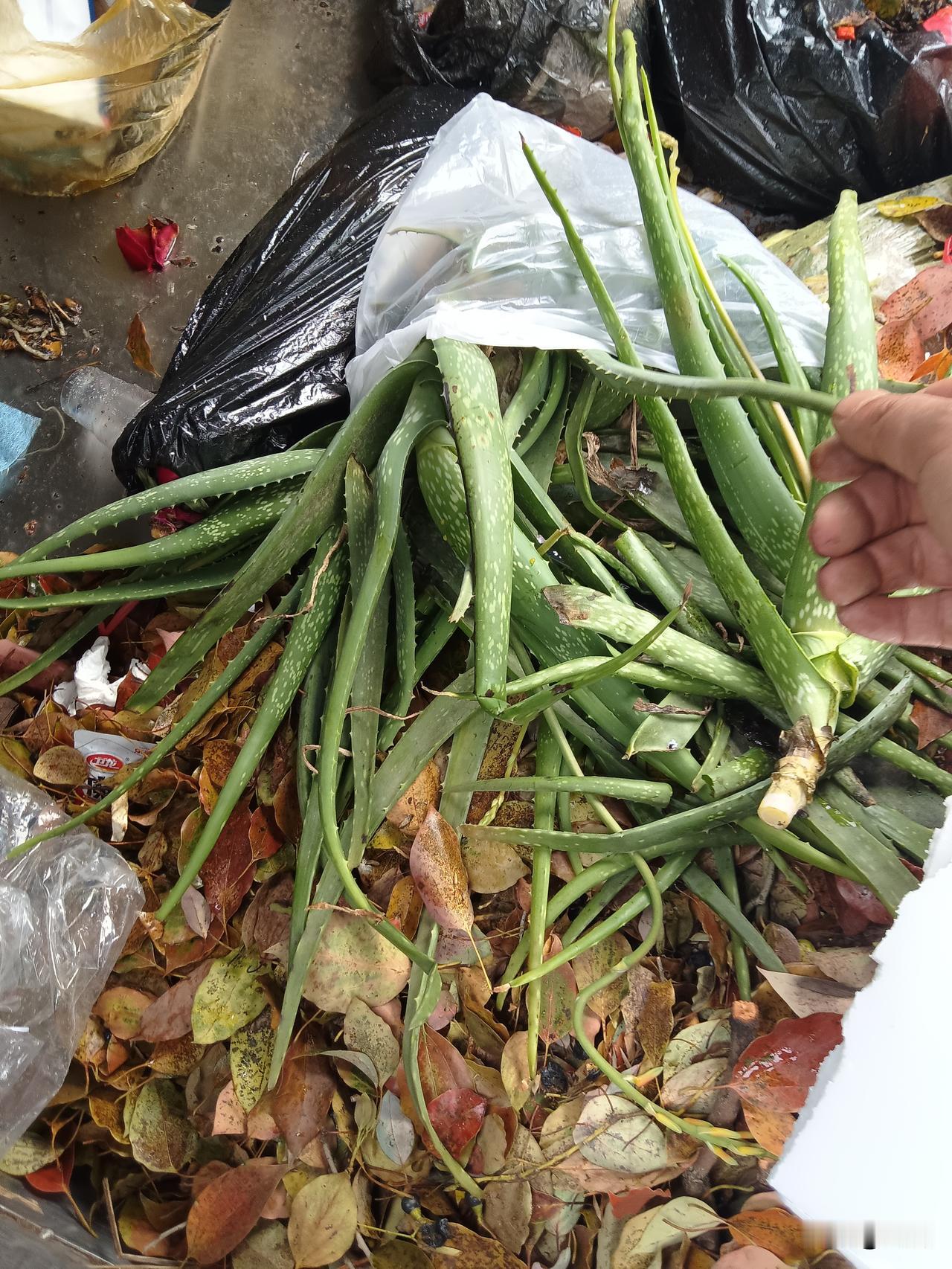 家里种的芦荟多了你会怎么处理？我倒垃圾时发现这堆肥厚的芦荟叶，真是捡到宝了！只要