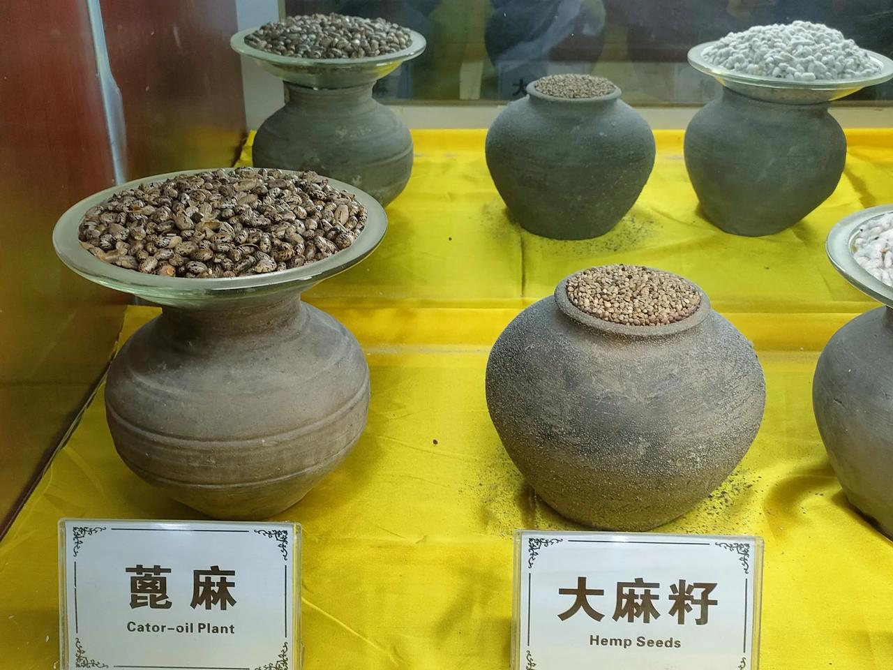 蓖麻和大麻子原来不一样！小时候一直把蓖麻叫成大麻子，当时在村边不适合种庄稼的小地