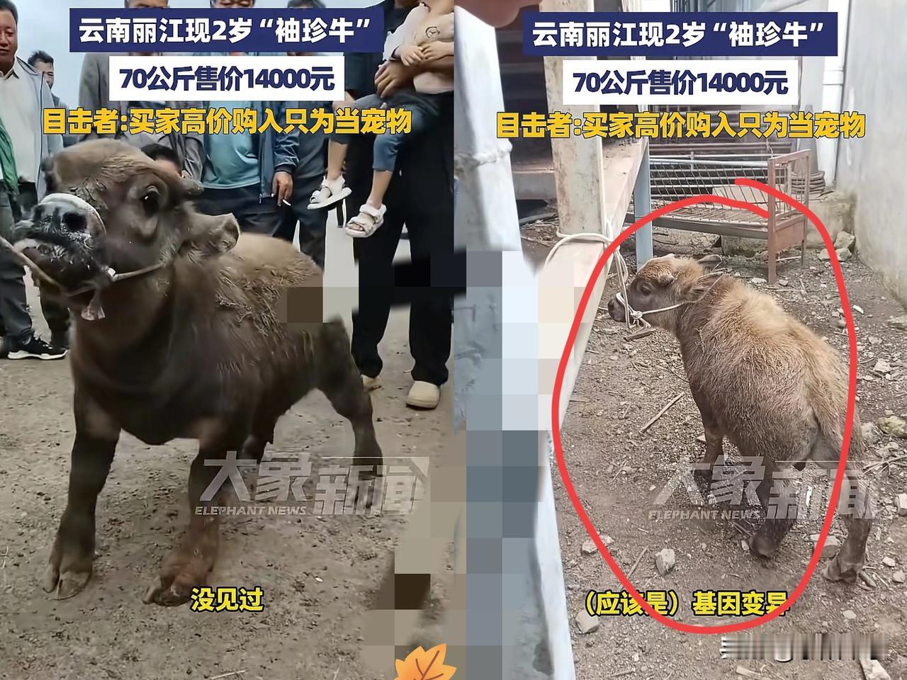 “果然物以稀为贵！”云南丽江，一牛贩子带着两头小牛到市场售卖，起初大家都以为是普