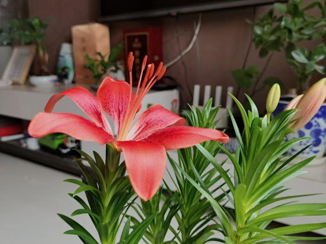 发一朵花花不算违规吧，mmp