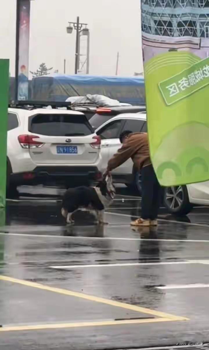 泪目了，国庆期间，一位粗心大意的主人在高速服务区上了厕所之后，居然忘记了带下车放