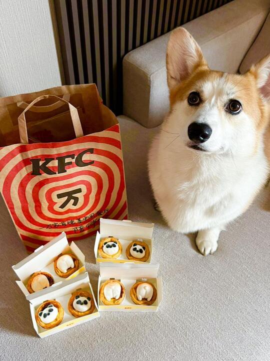 为了肯德基哈基米宝宝蛋挞！少爷阔出去了！