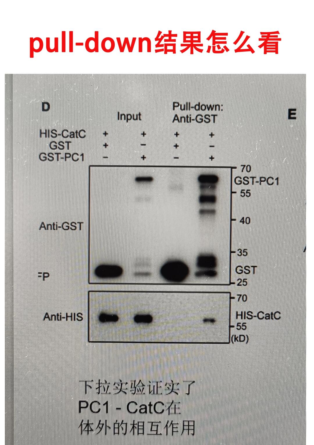 Pull-down结果怎么看？