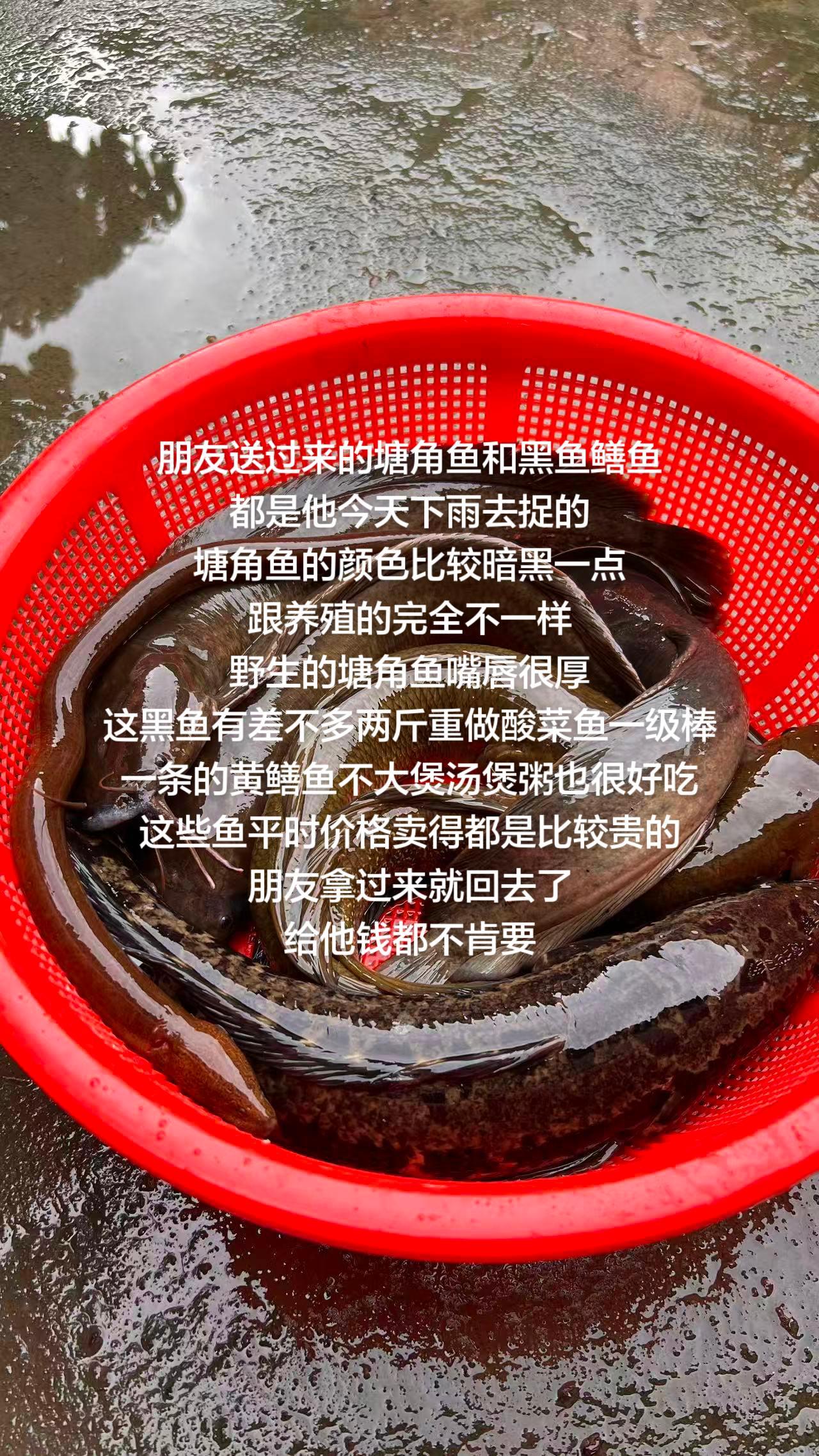 朋友送过来的塘角鱼和黑鱼鳝鱼
都是他今天下雨去捉的
塘角鱼的颜色比较暗黑一点
跟