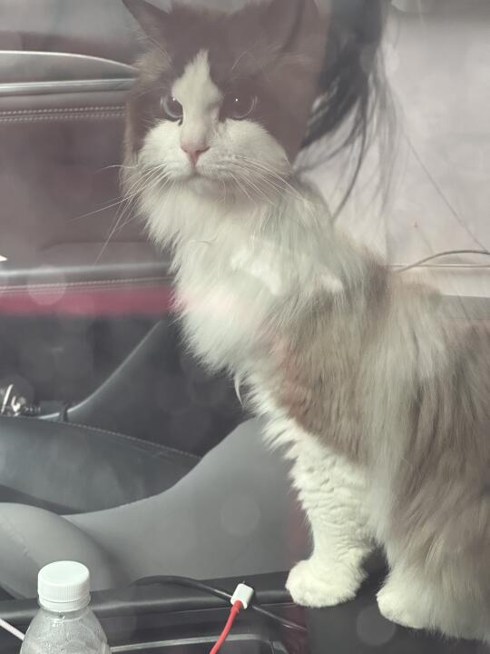 小猫真的有表情！